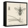 Tsetse Fly-null-Framed Stretched Canvas