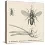 Tsetse Fly-null-Stretched Canvas