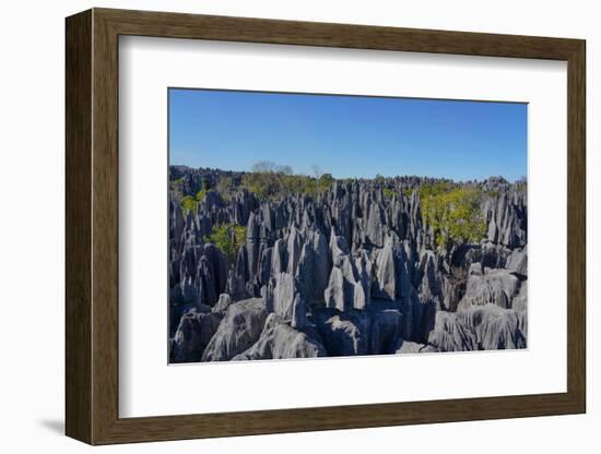 Tsingy de Bemaraha National Park, Melaky Region, Western Madagascar-Carlo Morucchio-Framed Photographic Print