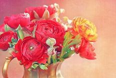 Red Ranunculus Flowers-Tsokur-Mounted Photographic Print
