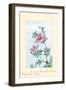 Tsutsuji Rhododendron Judicum-Azalea-Megata Morikaga-Framed Art Print