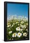 Essential Black