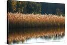 Stretched Canvas