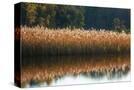 Stretched Canvas