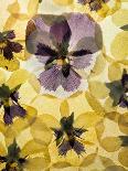 Pressed Pansy Background-ttbphoto-Framed Art Print