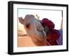 Tuareg and Dromedary, Sebha, Ubari, Libya, North Africa, Africa-Godong-Framed Photographic Print