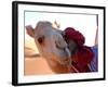 Tuareg and Dromedary, Sebha, Ubari, Libya, North Africa, Africa-Godong-Framed Photographic Print