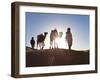 Tuareg Man with Camel Train, Erg Chebbi, Sahara Desert, Morocco-Peter Adams-Framed Photographic Print