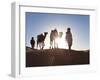 Tuareg Man with Camel Train, Erg Chebbi, Sahara Desert, Morocco-Peter Adams-Framed Photographic Print