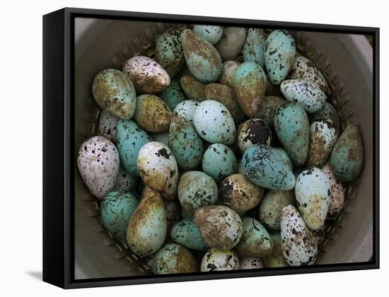 Tub of Guillemot Eggs-null-Framed Stretched Canvas