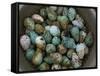 Tub of Guillemot Eggs-null-Framed Stretched Canvas