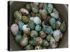 Tub of Guillemot Eggs-null-Stretched Canvas