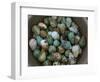 Tub of Guillemot Eggs-null-Framed Photographic Print