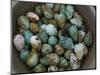 Tub of Guillemot Eggs-null-Mounted Photographic Print