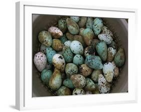 Tub of Guillemot Eggs-null-Framed Photographic Print