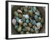 Tub of Guillemot Eggs-null-Framed Photographic Print