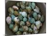 Tub of Guillemot Eggs-null-Mounted Photographic Print