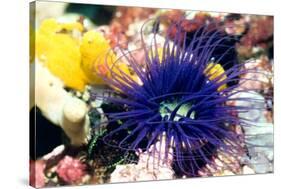 Tube Anemone-Georgette Douwma-Stretched Canvas