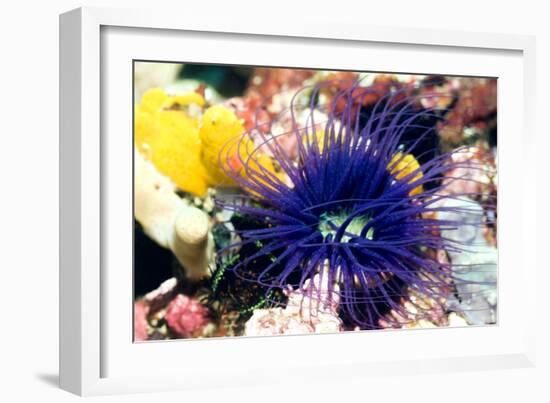 Tube Anemone-Georgette Douwma-Framed Photographic Print