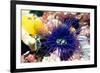 Tube Anemone-Georgette Douwma-Framed Photographic Print