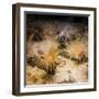 Tube-Dwelling Anemone-Richard T. Nowitz-Framed Photographic Print