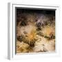 Tube-Dwelling Anemone-Richard T. Nowitz-Framed Photographic Print