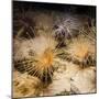 Tube-Dwelling Anemone-Richard T. Nowitz-Mounted Photographic Print