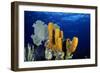 Tube Sponge-null-Framed Photographic Print