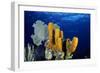 Tube Sponge-null-Framed Photographic Print