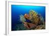 Tube Sponge-null-Framed Photographic Print