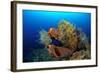 Tube Sponge-null-Framed Photographic Print