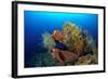 Tube Sponge-null-Framed Photographic Print