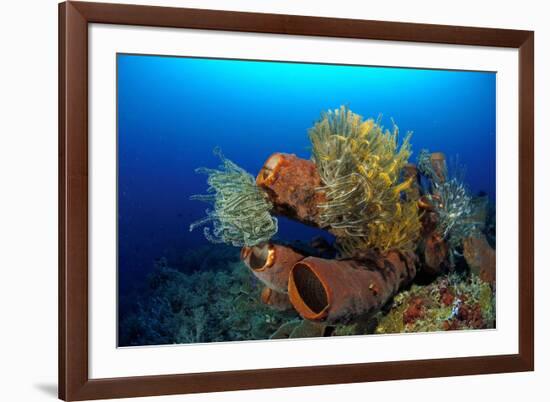 Tube Sponge-null-Framed Photographic Print