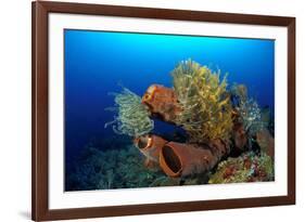 Tube Sponge-null-Framed Photographic Print