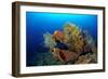 Tube Sponge-null-Framed Photographic Print