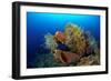 Tube Sponge-null-Framed Photographic Print