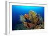 Tube Sponge-null-Framed Photographic Print