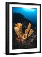 Tube Sponges-Matthew Oldfield-Framed Photographic Print