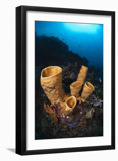 Tube Sponges-Matthew Oldfield-Framed Photographic Print