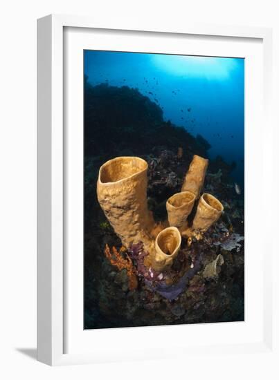 Tube Sponges-Matthew Oldfield-Framed Photographic Print