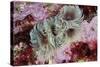 Tube Worms(Bispira Volutacornis)Living Between Rocks Covered in Crustose Coralline and Red Algae,Uk-Linda Pitkin-Stretched Canvas