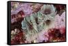 Tube Worms(Bispira Volutacornis)Living Between Rocks Covered in Crustose Coralline and Red Algae,Uk-Linda Pitkin-Framed Stretched Canvas