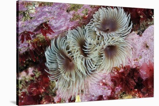 Tube Worms(Bispira Volutacornis)Living Between Rocks Covered in Crustose Coralline and Red Algae,Uk-Linda Pitkin-Stretched Canvas