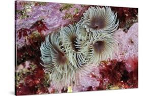 Tube Worms(Bispira Volutacornis)Living Between Rocks Covered in Crustose Coralline and Red Algae,Uk-Linda Pitkin-Stretched Canvas