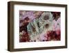 Tube Worms(Bispira Volutacornis)Living Between Rocks Covered in Crustose Coralline and Red Algae,Uk-Linda Pitkin-Framed Photographic Print