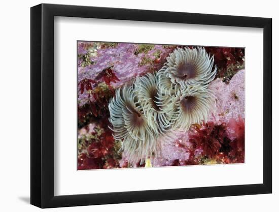 Tube Worms(Bispira Volutacornis)Living Between Rocks Covered in Crustose Coralline and Red Algae,Uk-Linda Pitkin-Framed Photographic Print