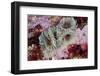 Tube Worms(Bispira Volutacornis)Living Between Rocks Covered in Crustose Coralline and Red Algae,Uk-Linda Pitkin-Framed Photographic Print