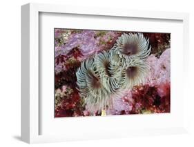 Tube Worms(Bispira Volutacornis)Living Between Rocks Covered in Crustose Coralline and Red Algae,Uk-Linda Pitkin-Framed Photographic Print