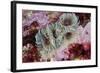 Tube Worms(Bispira Volutacornis)Living Between Rocks Covered in Crustose Coralline and Red Algae,Uk-Linda Pitkin-Framed Photographic Print