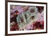 Tube Worms(Bispira Volutacornis)Living Between Rocks Covered in Crustose Coralline and Red Algae,Uk-Linda Pitkin-Framed Photographic Print